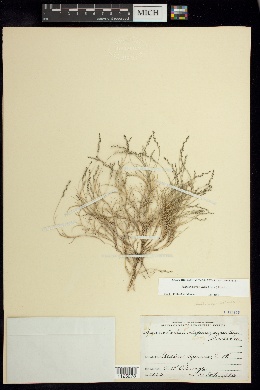 Muhlenbergia utilis image