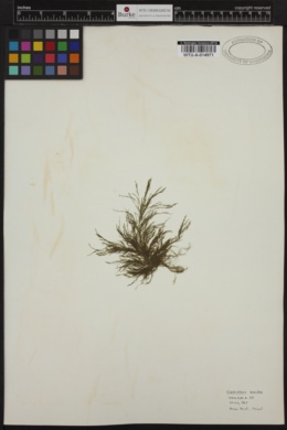 Cladophora ovoidea image