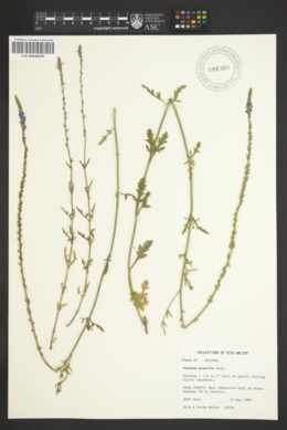 Verbena gracilis image