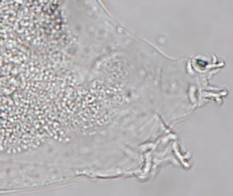 Macrobiotus crenulatus image