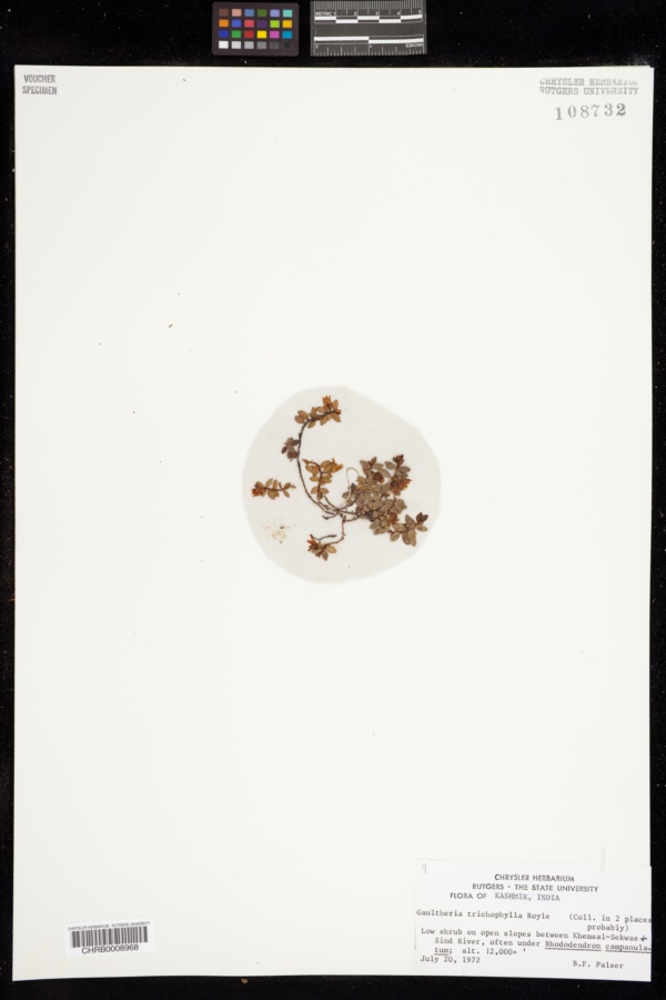 Gaultheria trichophylla image