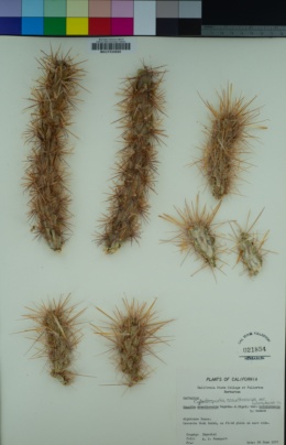Cylindropuntia acanthocarpa var. acanthocarpa image