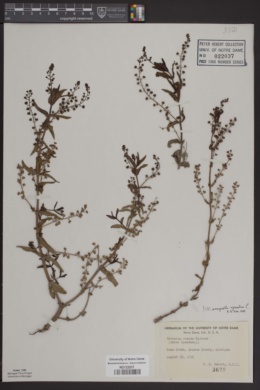 Image of Veronica grandiflora