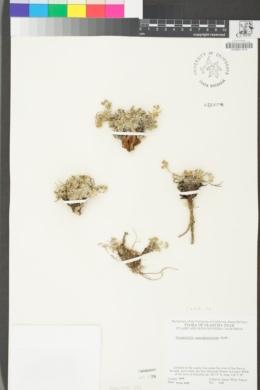 Potentilla pseudosericea image