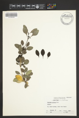 Image of Coprosma arborea