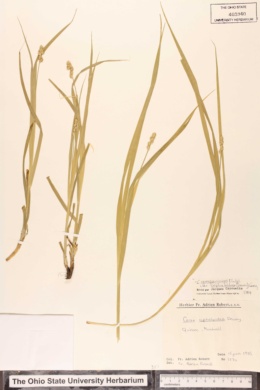 Carex sparganioides var. cephaloidea image