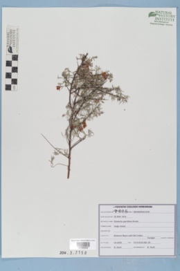 Image of Krameria parviflora