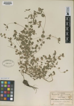 Euphorbia muscicola image