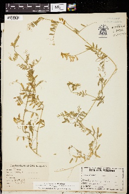 Image of Vicia biennis