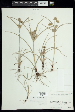Image of Cyperus ciliatus