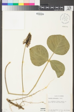Hoita orbicularis image