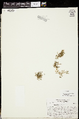 Trifolium monanthum subsp. monanthum image
