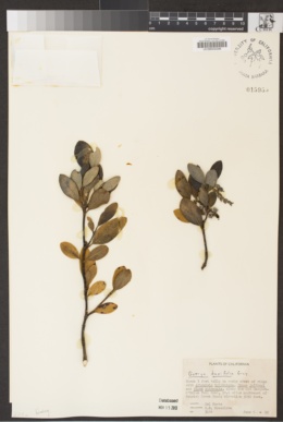 Garrya buxifolia image