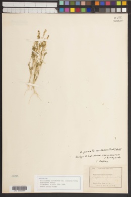 Descurainia halictorum image