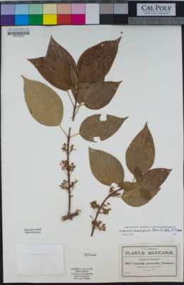 Image of Lozanella enantiophylla