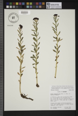 Rhodiola integrifolia subsp. procera image