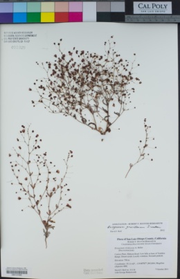 Eriogonum viridescens image