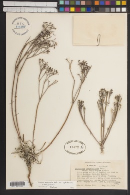 Eriogonum campanulatum image