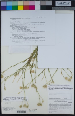Image of Volutaria tubuliflora