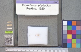 Proterhinus phyllobius image