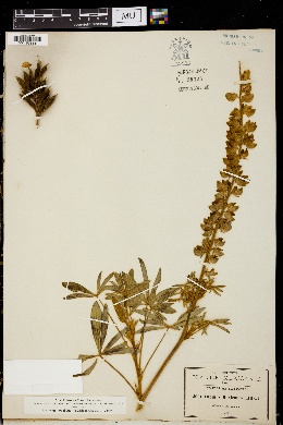 Lupinus mexicanus image