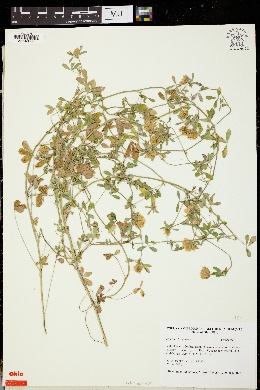 Image of Trifolium berytheum