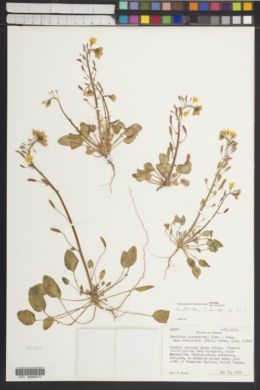 Oenothera cruciformis image