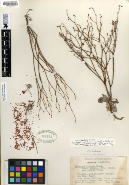 Eriogonum vimineum var. glabrum image