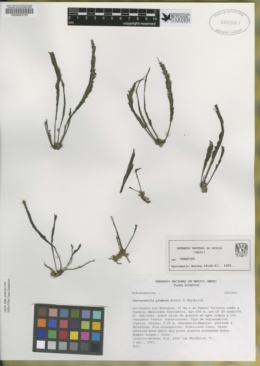 Image of Marathrum plumosum
