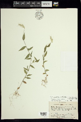 Oplismenus burmannii var. nudicaulis image