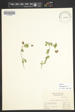 Trifolium amabile image