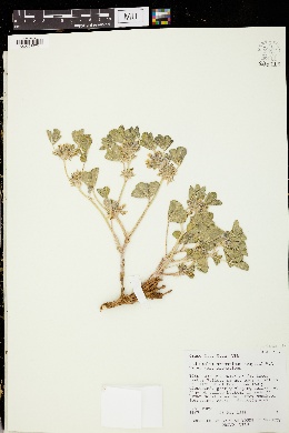 Pediomelum aromaticum var. aromaticum image