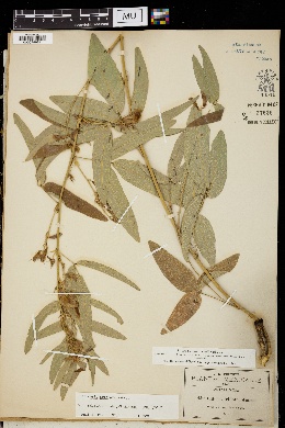Clitoria triflora image