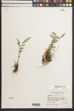 Image of Woodsia cathcartiana