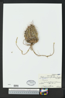 Echinocereus fendleri var. fendleri image