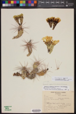 Grusonia aggeria image