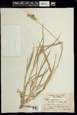 Cenchrus brownii image