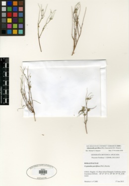 Image of Johnstonella parviflora