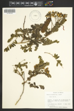 Image of Cassia polyantha