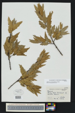 Quercus flocculenta image