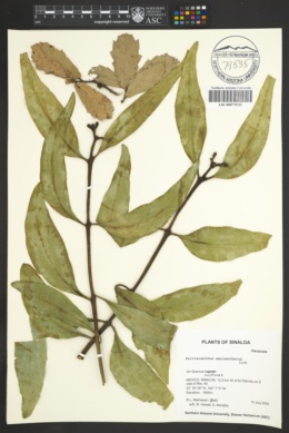 Psittacanthus macrantherus image