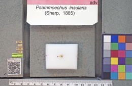 Image of Psammoecus insularis
