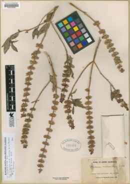 Ocimum campechianum image