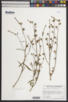 Nicotiana acuminata image