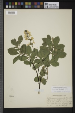 Thermopsis macrophylla var. macrophylla image