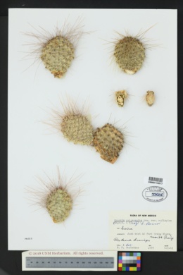 Opuntia polyacantha var. rufispina image