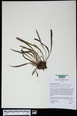 Image of Ophioderma pendulum