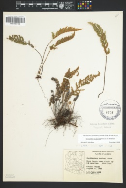 Myriopteris yavapensis image