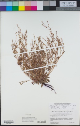 Plagiobothrys uncinatus image