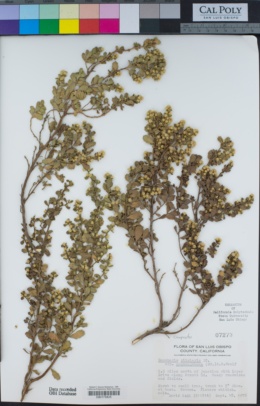 Baccharis pilularis subsp. consanguinea image